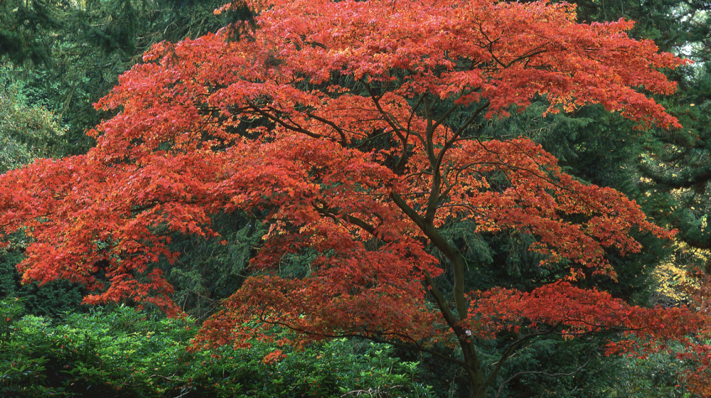 Japanese Maple Tree