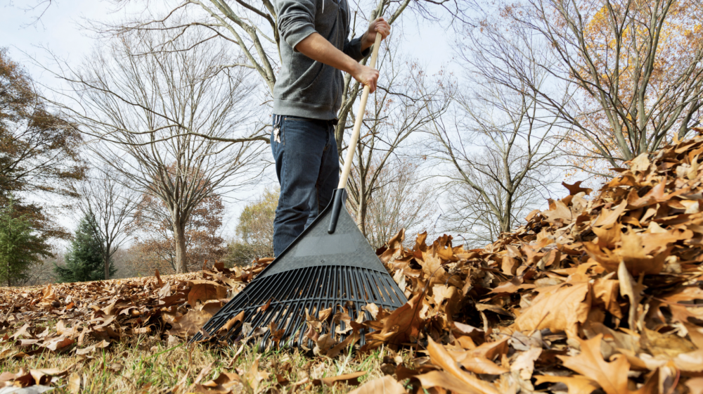 Man raking leaves