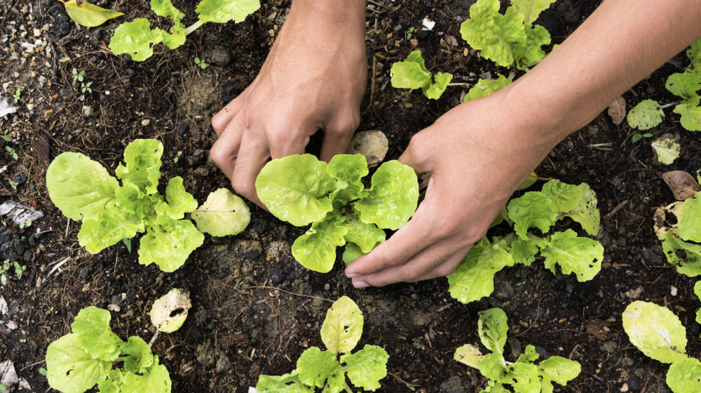 Person planting vegetables.