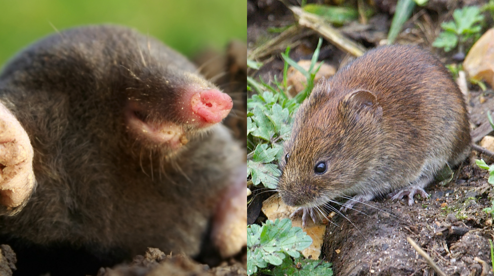 A Mole and a Vole.