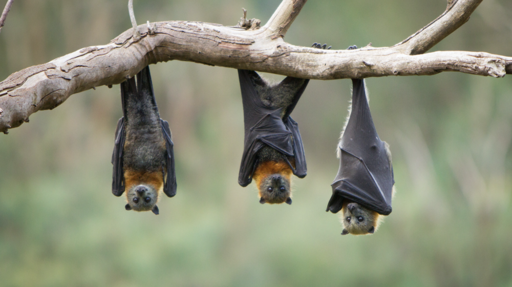 Bats on a tree limb