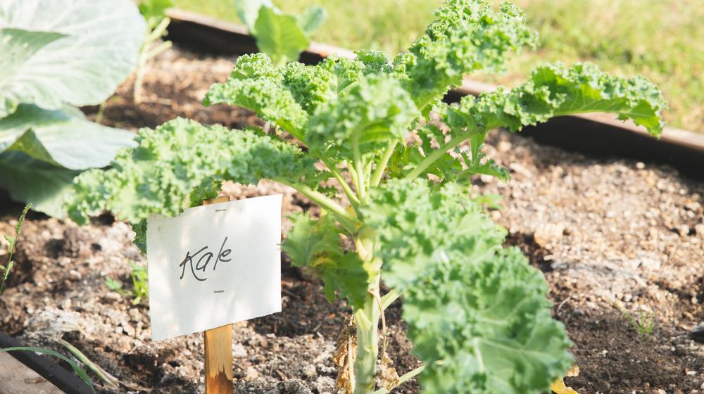 A kale plant grows in a garden.