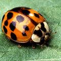 Asian lady beetle