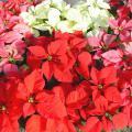 Photo of poinsettias