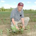 Normie Buehring, senior research agronomist at the Northeast Mississippi Branch Experiment Station, checks corn in a research plot at the Verona station. Buehring says the 2006 crop is growing fast and running ahead of normal.