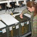 Pat Gaunt, interim head of the Mississippi State University College of Veterinarian Medicine aquatic diagnostic lab in Stoneville, gives medicated feed to fish sick with columnaris disease. (MSU Delta Research and Extension Center photo/Robert H. Wells)