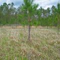 Cogongrass is not native to Mississippi, but the Asian import is spreading rapidly through the state, choking out native vegetation and causing problems for livestock and wildlife. (Photo by MSU Ag Communications/Bob Ratliff)