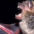 Mississippi bats are mosquito-eating machines and good to have around houses, but they are a problem when they find a home in attics.