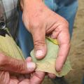 A plant pathologist holds evidence of Asian soybean rust on kudzu leaves found in Wilkinson County. (Photo by Bob Ratliff)