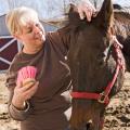 Sally Tipton of Starkville cares for a 26-year-old thoroughbred retired race horse named, Teak. Teak's gray patch of hair on his forehead is a typical sign of aging.