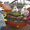 Workers at Rocky Creek Nursery in Lucedale use a machine to fill pots. The technology prevents them from having to stoop down or lift heavy pots and plant materials. (Photo by MSU's Coastal Research and Extension Center/Scott Langlois)