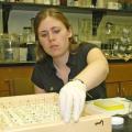 Canadian wildlife biologist Jayme Sones reaches for a specimen in the insect collection at Mississippi State University's entomological museum. Sones is part of a worldwide research effort to catalog DNA of all living species for easier identification. (Photo by Patti Drapala)