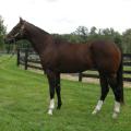 Big Train A' Comin, a 3-year-old bay thoroughbred, is available to horse owners wanting to breed their mares to Mississippi State University's new, top-pedigree stallion. (Photo compliments of MSU Ag Communications)