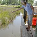 MSU wildlife and fisheries graduate student Sarah Harrison lowers a net into the Pascagoula Estuary. Data she is collecting can be used to assess the impact on the blue crab population if oil from the Gulf reaches the wetland. (Photo by Bob Ratliff)