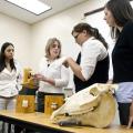 College of Veterinary Medicine clinical instructor Dr. Allison Gardner shows veterinary medical technology students Abril Bernal, Andi Hannigan and Tina Bloxsom an anatomical model of horse teeth during an equine technical skills and nursing care lab. (Photo by Tom Thompson)