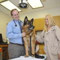 Lex, a retired Marine Corps bomb-sniffing dog, was evaluated at Mississippi State University's College of Veterinary Medicine when his owners noticed he had some difficulty standing. Dr. John Thomason, a CVM small animal internal medicine resident, (left) and Jennifer Evans, a veterinary student, conducted his exam. (Photo by Scott Corey)