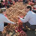 Mississippi State University senior nutrition major Madison Jones of Germantown, Tenn., and MSU vice president of agriculture Gregory Bohach work side by side at the annual sweet potato drop on campus Friday, Nov. 12, 2010. They helped bag 15,000 pounds of the potatoes to donate to food pantries in the Golden Triangle area. (Photo by Scott Corey)