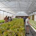 Unheated greenhouses that capture the sun's heat, allowing crops to be grown earlier or later than normal, are called high tunnels. MSU students visited several high tunnels, such as this one growing cucumbers in bags with drip fertigation in Ag Demonstration Park in Nanjing, Jiangsu Province in East China. (Photo provided by University of Arkansas/Jim Robbins)