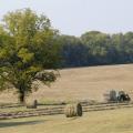 Hay production is a key component of a successful livestock producer's management plan. Forage management practices, including weed control and fertilizer use, will be part of the spring grazing school offered by MSU Extension Service. (Photo by Scott Corey)