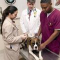 Mississippi State University College of Veterinary Medicine student Kamalailia Neizmen (left) locates a patient's microchip with a sensor as veterinary technician Elliot Benford (right) assists and assistant clinical professor Dr. Jody Ray supervises. (Photo by MSU's College of Veterinary Medicine/Tom Thompson)