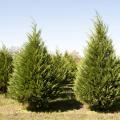 Choosing and cutting live Christmas trees, like the ones at Lazy Acres Plantation in Chunky, can provide families with holiday memories. (Photo by Kat Lawrence)