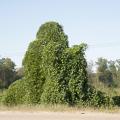 Kudzu covers large tracts of land from eastern Texas to the East Coast and as far north as Maryland. (Photo by Kat Lawrence)