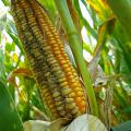 The fungus aflatoxin can destroy an entire corn crop. Mississippi State University plant pathologist Gabe Sciumbato and U.S. Department of Agriculture's Agricultural Research Service plant pathologists Hamed Abbas and Mark Weaver developed an in-field approach to reduce levels of this fungus in corn. (Photo by USDA-ARS/Mark Weaver)