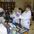 Eighth-grade science teachers Judy Harden of Saltillo (left) and Joan Estapa of Bay Saint Louis conduct experiments during an intense two-week course in functional genomics and biology at Mississippi State University. The teachers were taking part in a Research Experience for Teachers grant under the supervision of an associate professor in MSU's Department of Animal and Dairy Science. (Photo by MSU Ag Communications/Linda Breazeale)