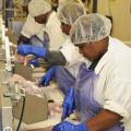 Employees at Pride of the Pond in Tunica work precisely and quickly to trim catfish fillets that will later be frozen and shipped. (Photo by MSU Ag Communications/Scott Corey)