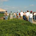 Peanut producers from northwest Mississippi learn about successful production techniques at the Aug. 30 peanut field day near Clarksdale. (Photograph by DREC Communications/Rebekah Ray)