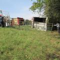 First responders brought in heavy equipment and portable fencing to help remove and contain about 100 cattle from an overturned 18-wheeler in DeSoto County on Highway 78 on Sept. 28, 2012. (Photo by Mississippi Board of Animal Health/Jesse Carter)