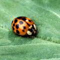 Mississippi homeowners can keep out insect pests, such as this Asian lady beetle, by screening soffit vents and using silicone caulk to seal cracks around the house. (Photo courtesy of USDA-ARS/Scott Bauer)