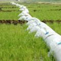 Mississippi State University researchers found an increase in rainfall capture when rice producers maintain a less-than-full flood, a management decision that reduces water and energy use without impacting rice quality or yield. (Photo by DREC Communications/Rebekah Ray)