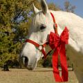 A horse can be a magical gift, but a first-time owner needs to learn about the work and money involved with this beautiful, long-term companion. (Photo by MSU Ag Communications/Linda Breazeale)