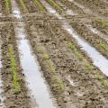 Standing water between rows of corn at Mississippi State University's R.R. Foil Research Center in Starkville means the soil has no oxygen available to root systems. As soils dry out, the crop will need rain or irrigation to sustain growth. (Photo by MSU Ag Communications/Scott Corey)