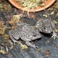 The Mississippi gopher frog is one of the most critically endangered species in North America. Mississippi State University is trying to learn how to get its 34 adult gopher frogs to breed in captivity. (Photo by MSU Ag Communications/Kat Lawrence)