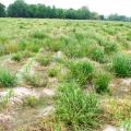 Mississippi State University weed scientists are leading the fight against glyphosate-resistant Italian ryegrass, such as this growing in a production corn field in Washington County in early spring 2013. (Photo by MSU Delta Research and Extension Center/Jason Bond)