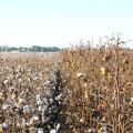 A test plot of a smooth-leaf cotton variety, right, planted next to a test plot of a hairy-leaf cotton variety, left, at the Mississippi State University Delta Research and Extension Center in Stoneville shows the impact of tarnished plant bugs on cotton yields. (Photo courtesy of Wilks Wood)