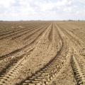 Tire tracks crisscross this Bolivar County, Mississippi, field. Heavy farm equipment can compress soil underground, making it difficult for plants to reach moisture and nutrients. (Photo by MSU Extension Service/Laura Giaccaglia)