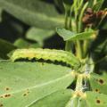 Corn earworms are one of several pests that feed on peanut plant foliage in Mississippi fields. A new study conducted by researchers at the Mississippi State University Delta Research and Extension Center aims to develop pesticide recommendations tailored specifically to the local climate. (Photo by MSU Delta Research and Extension Center/Jeff Gore)