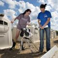 Senior animal and dairy science majors Kelsey Hart, left, of Nesbit and Karley Parker of Ellisville measure a Holstein calf at the Mississippi State University Joe Bearden Dairy Research Center in Oktibbeha County, Mississippi, in a file photo from the fall of 2013. (Photo by MSU Office of Public Affairs/Megan Bean)