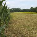 Corn, browntop millet and sunflowers, such as these on a Prentiss County property owned by the Mississippi Department of Wildlife, Fisheries and Parks, will attract doves. (Photo courtesy of Mississippi Department of Wildlife, Fisheries and Parks)