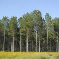 Forestry was Mississippi's second-largest agricultural commodity for 2014, with a preliminary year-end harvest value estimated at $1.28 billion, a 13.8 percent increase from 2013. (File photo by MSU Ag Communications/Linda Breazeale)