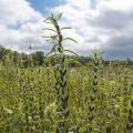 Sesame is a broadleaf summer crop with growth similar to cotton and soybeans. It can reach up to 6 feet tall with good soil moisture and fertility. (Photo by MSU Ag Communications/Kevin Hudson)