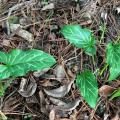 A plant with variegated, triangular leaves.