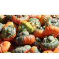 Turban Squash