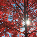 Sun shining through red maple tree branches