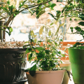 A group of house plants sitting next to a window. 