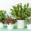 Four house plants in white pots.