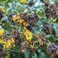 Yellow flowers turned brown. 